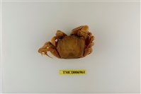 藏品(平掌沙蟹)的圖片